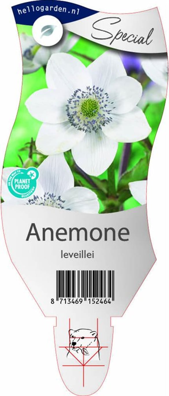 Anemone leveillei - P11